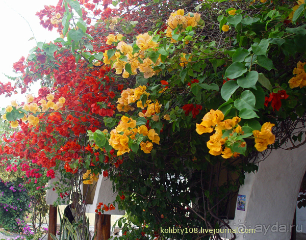 Галапагосы (продолжение)