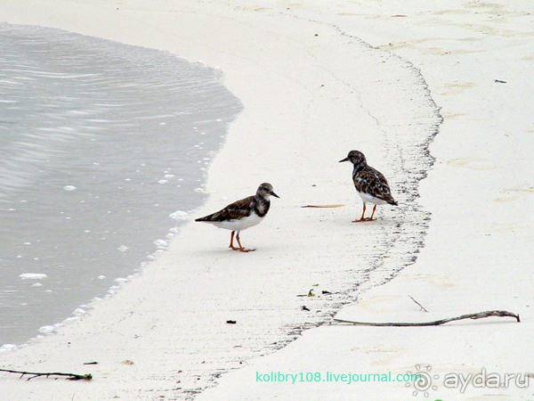 Галапагосы (продолжение)