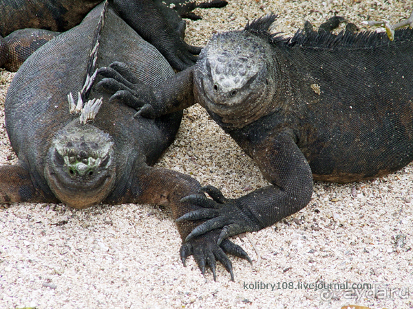 Галапагосы (продолжение)