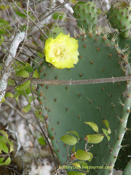 Галапагосы (продолжение)