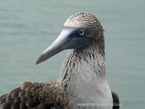 Галапагосы (продолжение)