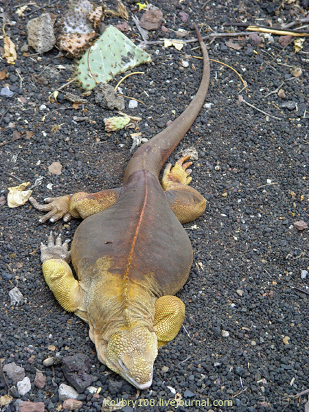 Галапагосы (продолжение)