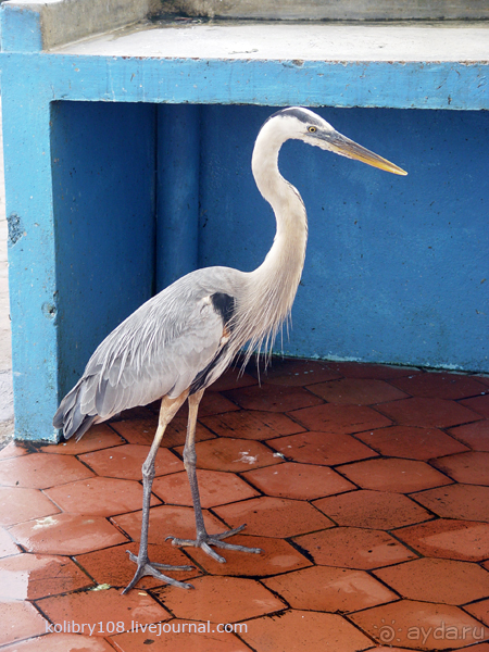 Галапагосы (продолжение)