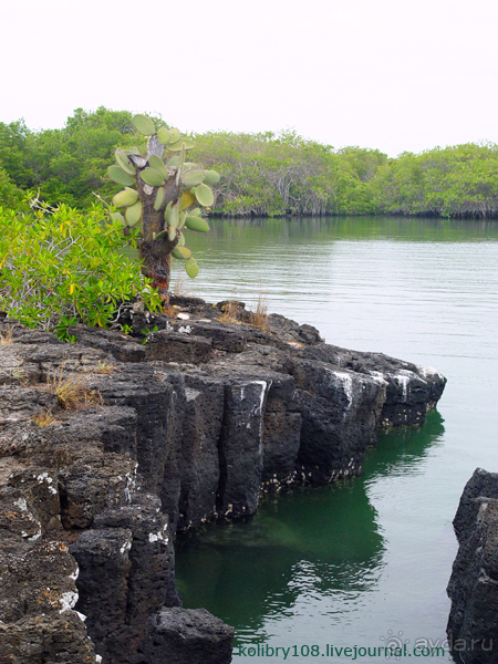 Галапагосы (продолжение)