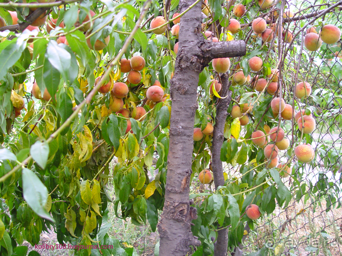 Чуден Днепр при тихой погоде...