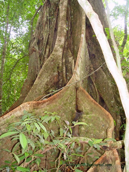 Таиланд. Почем жареные кузнечики (часть вторая).