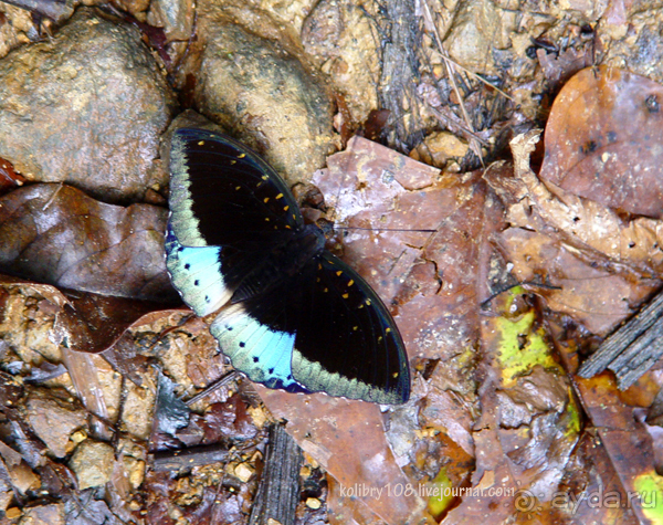 Таиланд. Почем жареные кузнечики (часть вторая).