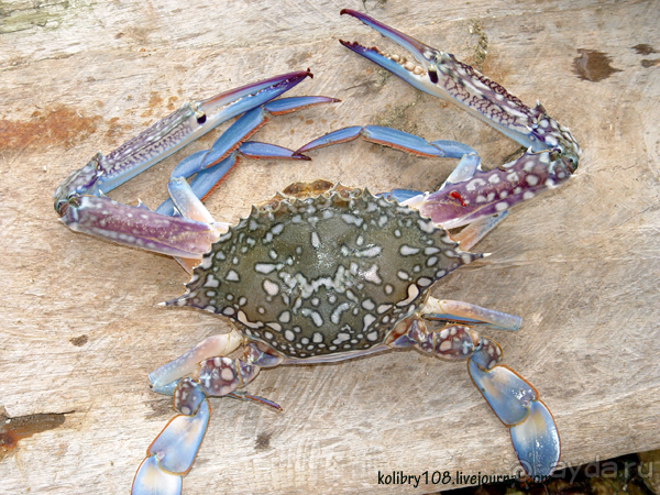 Таиланд. Почем жареные кузнечики (часть вторая).