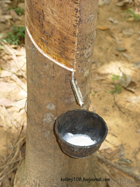 Таиланд. Почем жареные кузнечики (часть вторая).