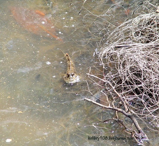 Таиланд. Почем жареные кузнечики (часть вторая).