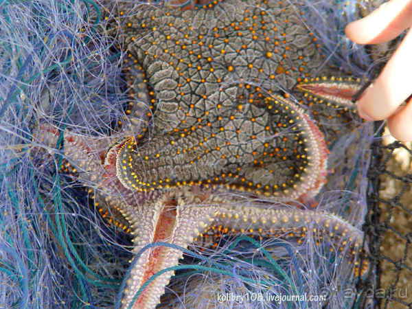 Таиланд. Почем жареные кузнечики (часть вторая).