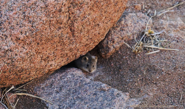 Монголия (во льдах жаркой страны). часть 2.