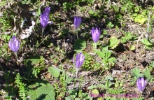 Альбом отзыва "Абхазия-любовь моя. Мамдзышха."