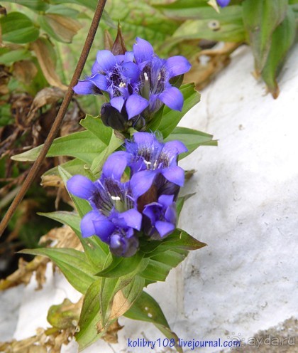 Абхазия-любовь моя. Мамдзышха.