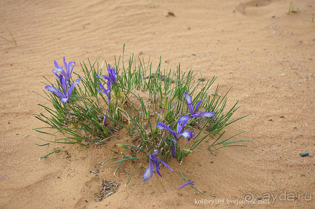 Монголия (по дороге удачи). часть 3-я.