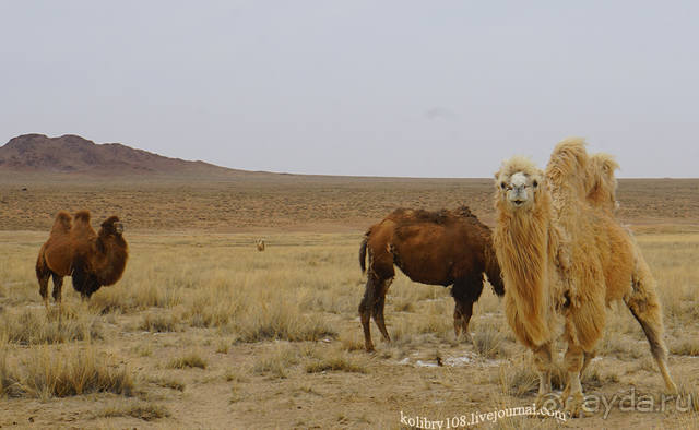 Монголия (по дороге удачи). часть 3-я.