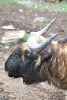 Бутан - страна пяти королей и большой любви (часть вторая).