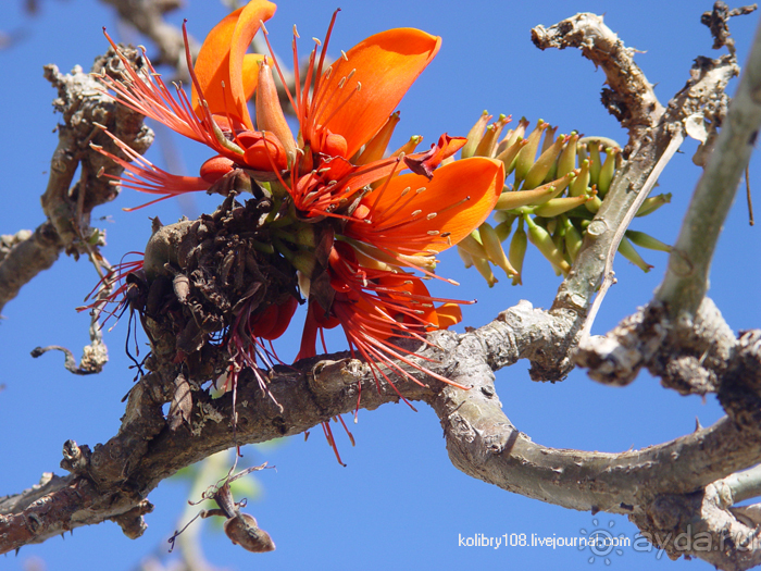 Фиджи (остров Найгани).