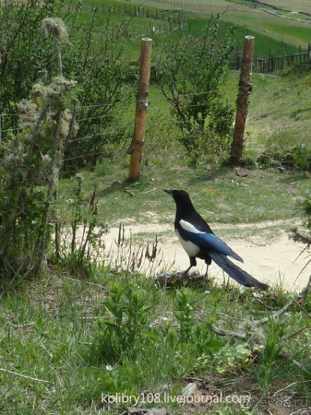 Бутан - страна говорящих флагов (часть 5-я).