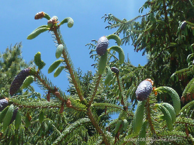 Бутан - страна говорящих флагов (часть 5-я).