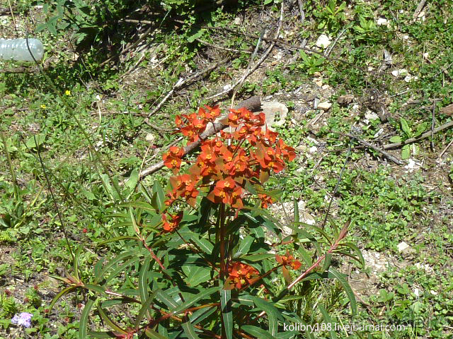 Бутан - страна говорящих флагов (часть 5-я).
