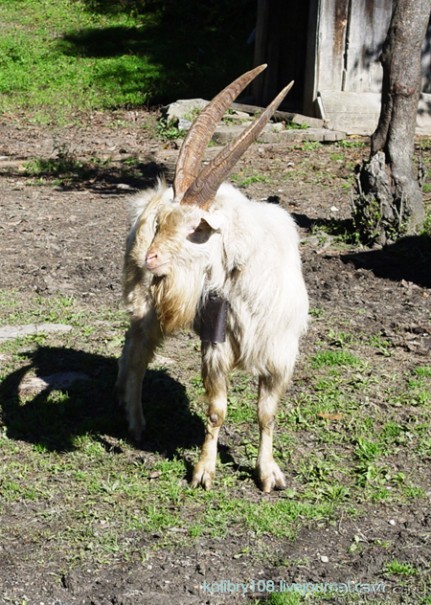 Псху (Абхазия).