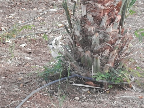 Через иудейскую пустыню и православные монастыри к Мертвому морю