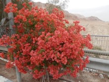 Через иудейскую пустыню и православные монастыри к Мертвому морю