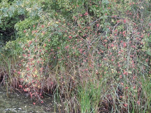 Копенгаген, утро первого дня