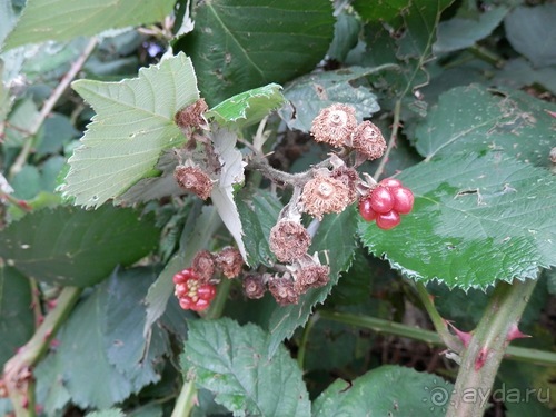 Копенгаген, утро первого дня