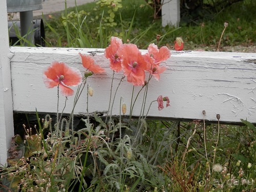 Копенгаген, утро первого дня