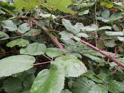 Копенгаген, утро первого дня