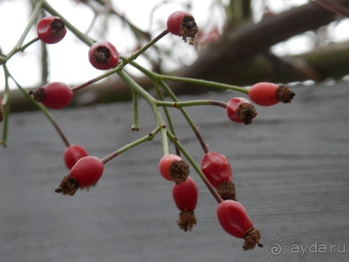 Баден - замок Раухенштайн, улицы, и немного Вены