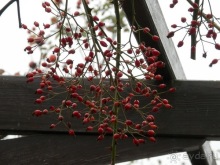 Баден - замок Раухенштайн, улицы, и немного Вены