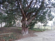 Баден - замок Раухенштайн, улицы, и немного Вены