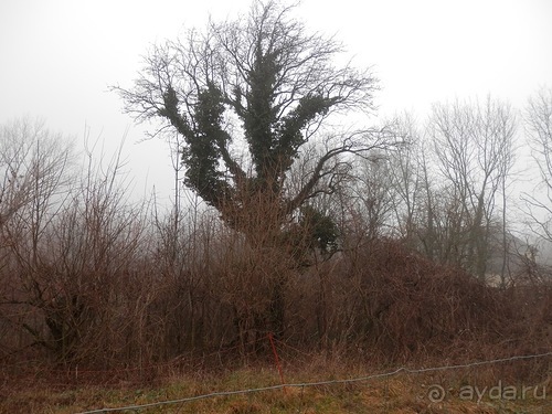 Баден - замок Раухенштайн, улицы, и немного Вены