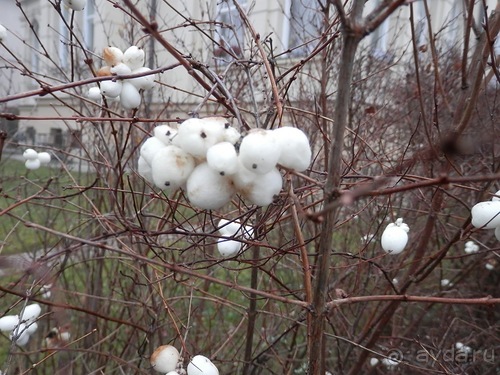 Баден - замок Раухенштайн, улицы, и немного Вены