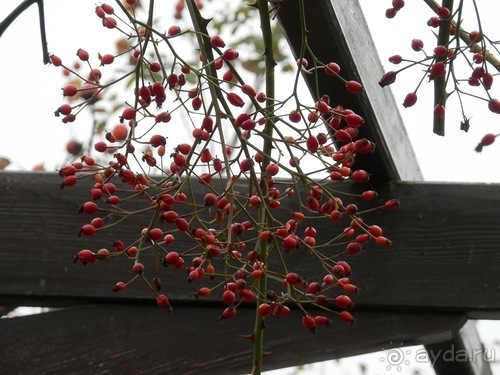 Баден - замок Раухенштайн, улицы, и немного Вены