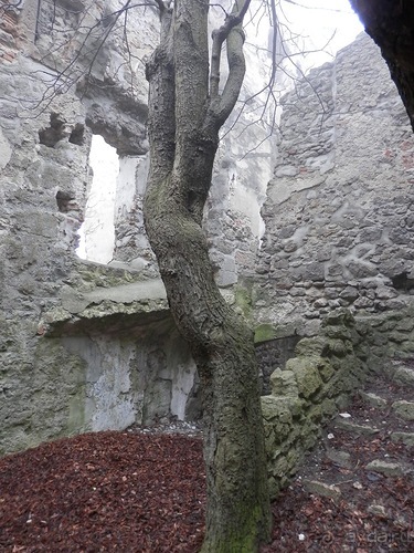 Баден - замок Раухенштайн, улицы, и немного Вены