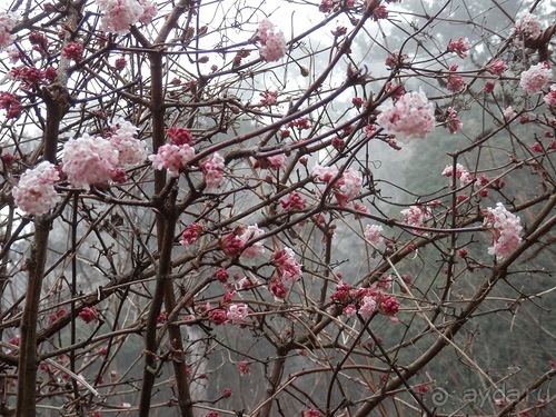 Баден - замок Раухенштайн, улицы, и немного Вены