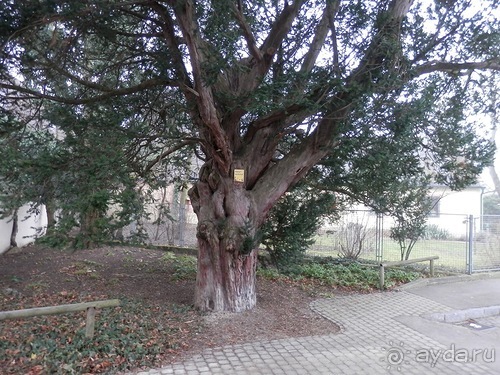 Баден - замок Раухенштайн, улицы, и немного Вены