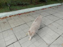 Из Ялты на подводную базу в Балаклаве