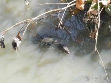 Прекрасное море Шри-Ланки