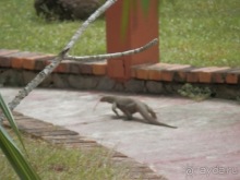 Прекрасное море Шри-Ланки