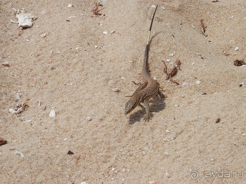 Прекрасное море Шри-Ланки