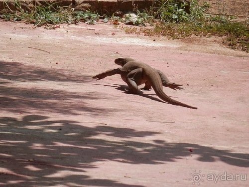 Прекрасное море Шри-Ланки