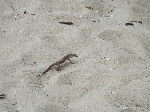 Прекрасное море Шри-Ланки