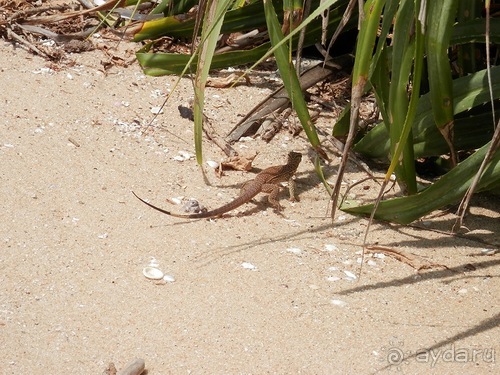 Прекрасное море Шри-Ланки