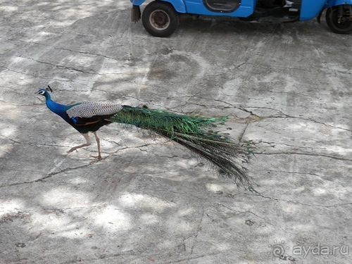 Прекрасное море Шри-Ланки