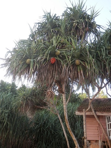 Прекрасное море Шри-Ланки